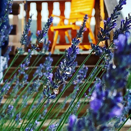 Le Bois Des Neiges Authentique A 5 Mn De Gerardmer